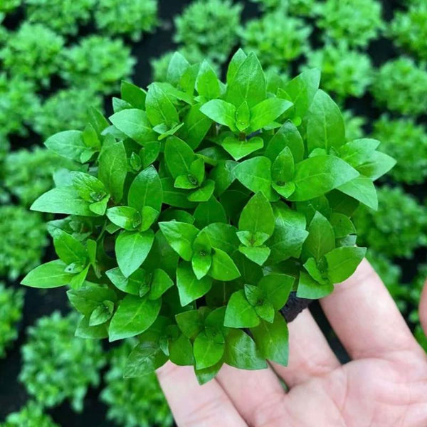 南美叉柱花 Staurogyne repens - 森流 GreenFlow - 動植物造景專門店