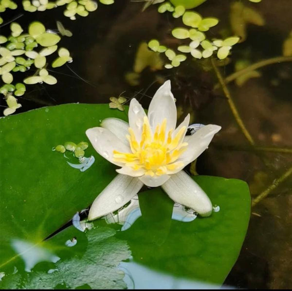 白仙子小型睡蓮(Nymphaea'Gonnere')