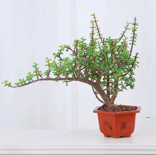 雅樂之舞（老樁）Portulacaria afra var.foliis-variegatis