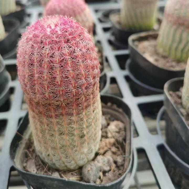 紅太陽（Echinocereus rigidissimus var. rubrispinus）