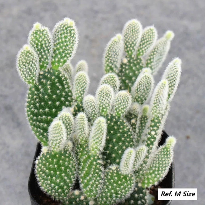 白毛掌（Opuntia leucotricha）