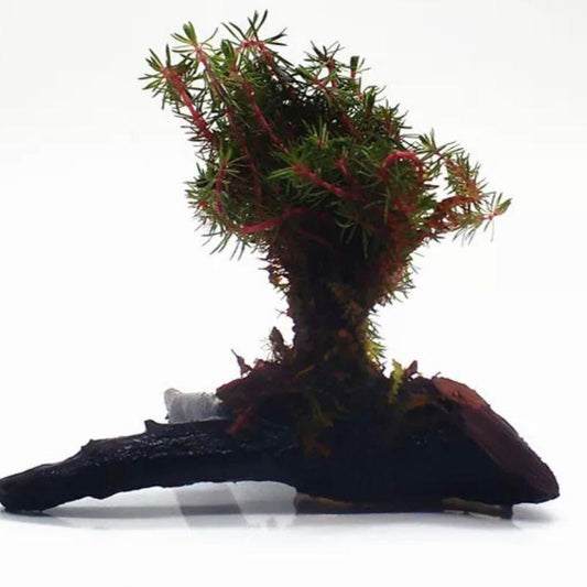 红松尾沉木-One bunch（Dwarf Parrot's Feather on Driftwood （Myriophyllum papillosum））