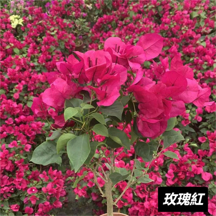 三角梅（Bougainvillea spectabilis Willd） - 森流 GreenFlow - 動植物造景專門店