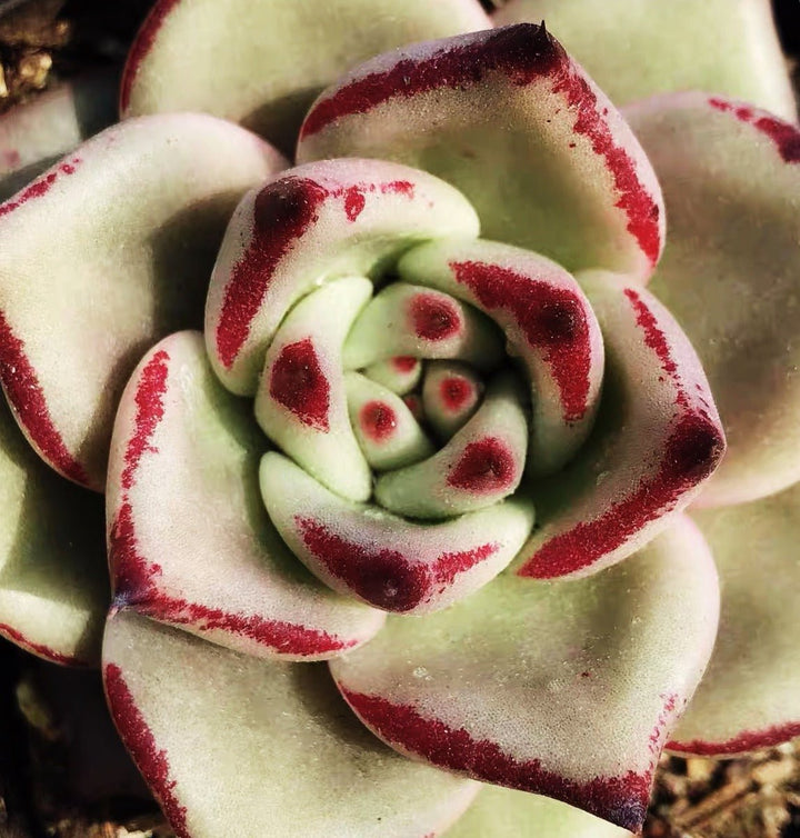 天狼星 Echeveria agavoides ' Sirius ' - 森流 GreenFlow - 動植物造景專門店