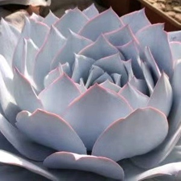 廣寒宮 Echeveria cante Glass & Mendoza - Garcia - 森流 GreenFlow - 動植物造景專門店