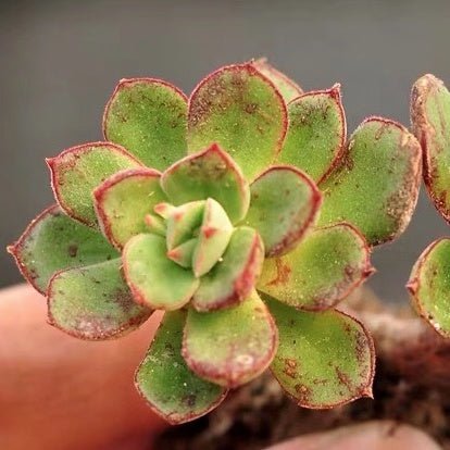 丹尼爾 Echeveria Cv Joan Daniel - 森流 GreenFlow - 動植物造景專門店