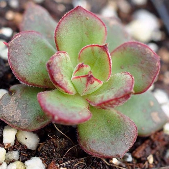 丹尼爾 Echeveria Cv Joan Daniel - 森流 GreenFlow - 動植物造景專門店