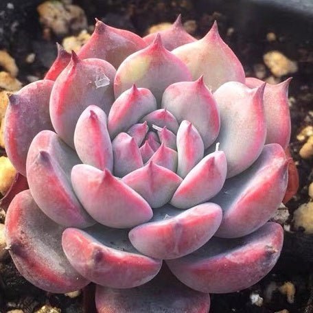 勞倫斯 Echeveria laulensis - 森流 GreenFlow - 動植物造景專門店