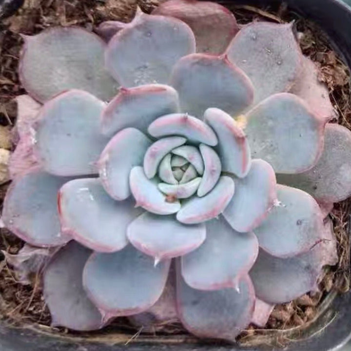 勞倫斯 Echeveria laulensis - 森流 GreenFlow - 動植物造景專門店