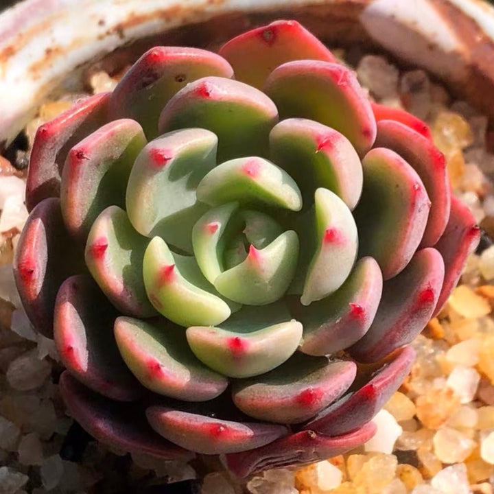 娜娜小勾石蓮花 Echeveria ' Nana Mini Hook ' - 森流 GreenFlow - 動植物造景專門店