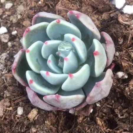 娜娜小勾石蓮花 Echeveria ' Nana Mini Hook ' - 森流 GreenFlow - 動植物造景專門店