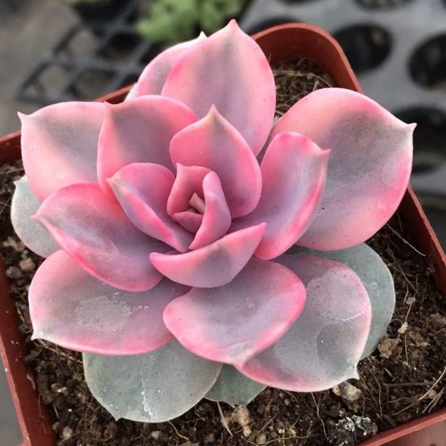 彩虹石蓮花 Echeveria ' Rainbow ' - 森流 GreenFlow - 動植物造景專門店