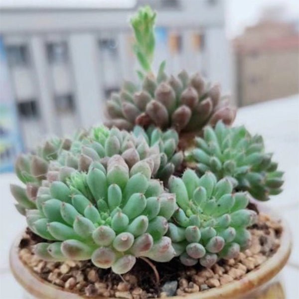 小藍衣石蓮花 Echeveria setosa V. Deminuta - 森流 GreenFlow - 動植物造景專門店