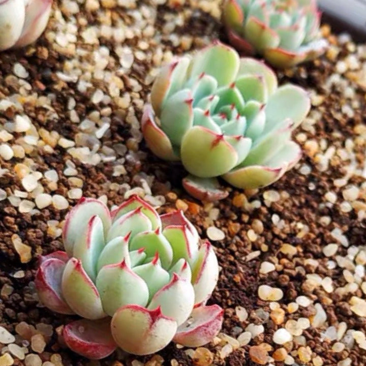 恩西諾 Echeveria sp el encino - 森流 GreenFlow - 動植物造景專門店