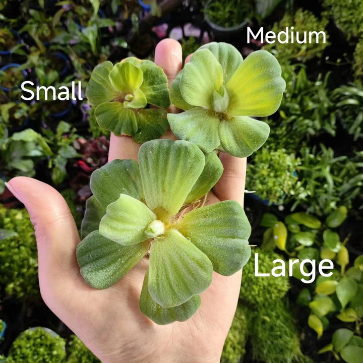 水芙蓉浮萍 Water Lettuce (Pistia stratiotes)