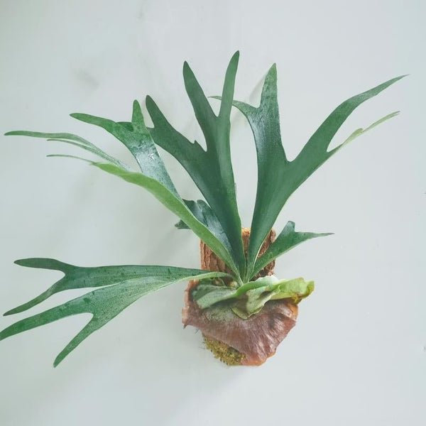 二歧鹿角蕨 Elkhorn Fern (Platycerium bifurcatum) - 森流 GreenFlow - 動植物造景專門店