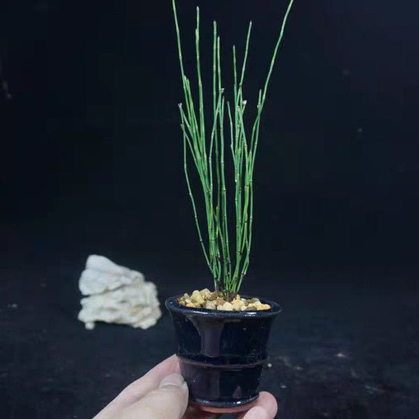 斑紋姬木賊 Variegated Horsetail ( Equisetum variegatum ) - 森流 GreenFlow - 動植物造景專門店