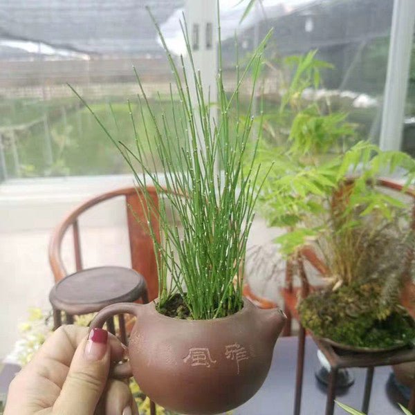 斑紋姬木賊 Variegated Horsetail ( Equisetum variegatum ) - 森流 GreenFlow - 動植物造景專門店