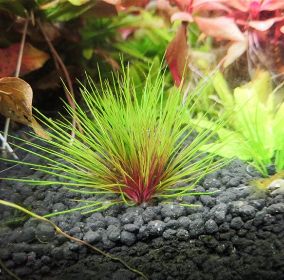 吐血古精 Blood vomit ( Eriocaulon sp. Australia red ) - 森流 GreenFlow - 動植物造景專門店