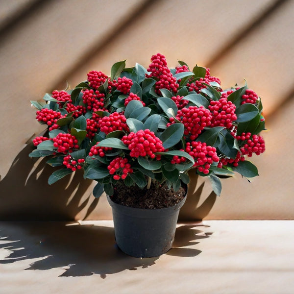 紅玉珠（Skimmia reeuesiana）