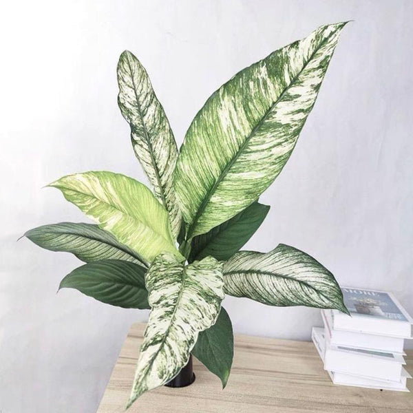  花葉白掌 Peace Lily ( Spathiphyllum Sensation Variegated ) - 森流 GreenFlow - 動植物造景專門店