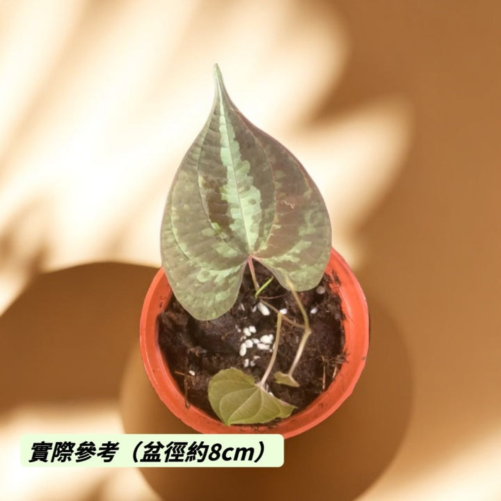 異色山藥（ Dioscorea discolor）