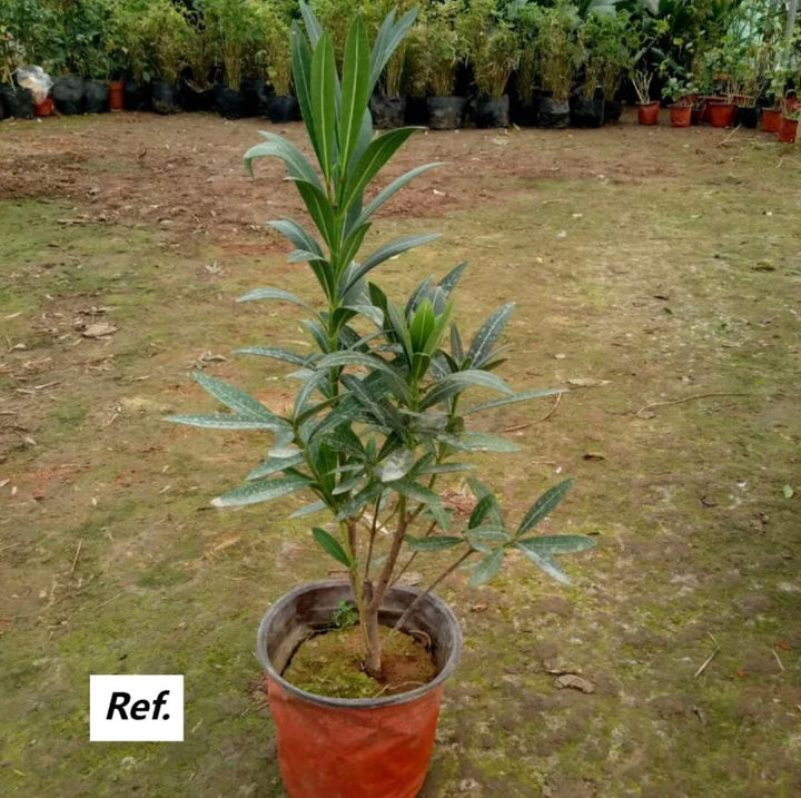 夾竹桃（Nerium oleander L.） - 森流 GreenFlow - 動植物造景專門店