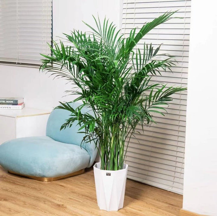 大型散尾葵（Dypsis lutescens） - 森流 GreenFlow - 動植物造景專門店