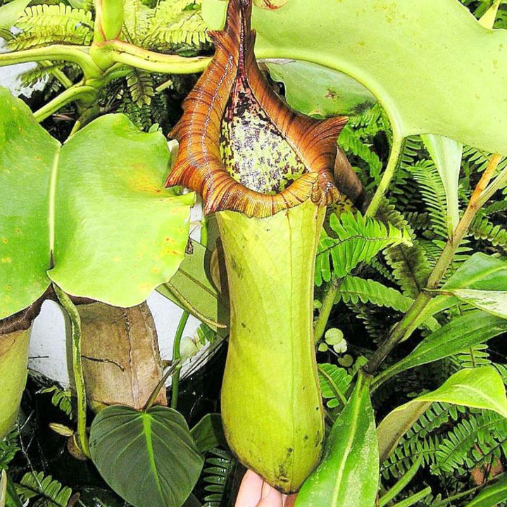 原種寶特瓶豬籠草（Nepenthes truncata) - 森流 GreenFlow - 動植物造景專門店