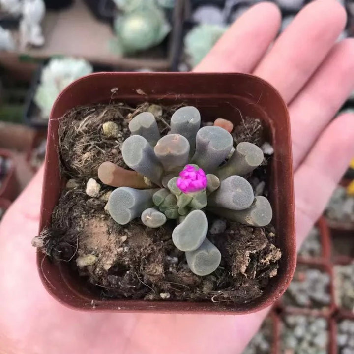 光玉 Fairy elephant's feet (Frithia pulchra) - 森流 GreenFlow - 動植物造景專門店