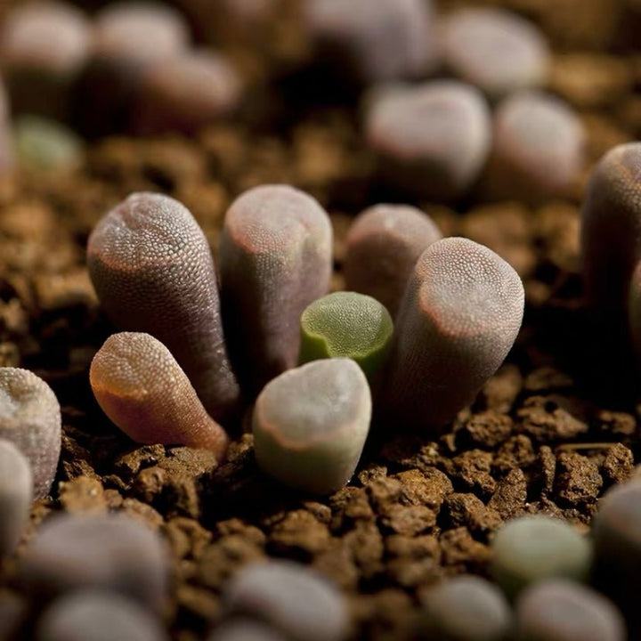 光玉 Fairy elephant's feet (Frithia pulchra) - 森流 GreenFlow - 動植物造景專門店