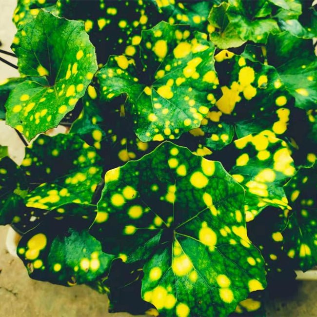 大吳風草 Leopard Plant ( Farfugium japonicum ' Aureomaculatum ' ) - 森流 GreenFlow - 動植物造景專門店