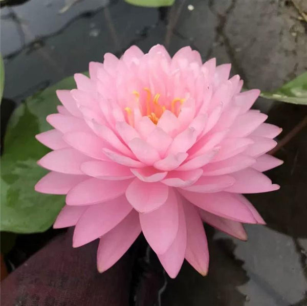 粉牡丹中小型睡蓮(Nymphaea'Pink Peony')