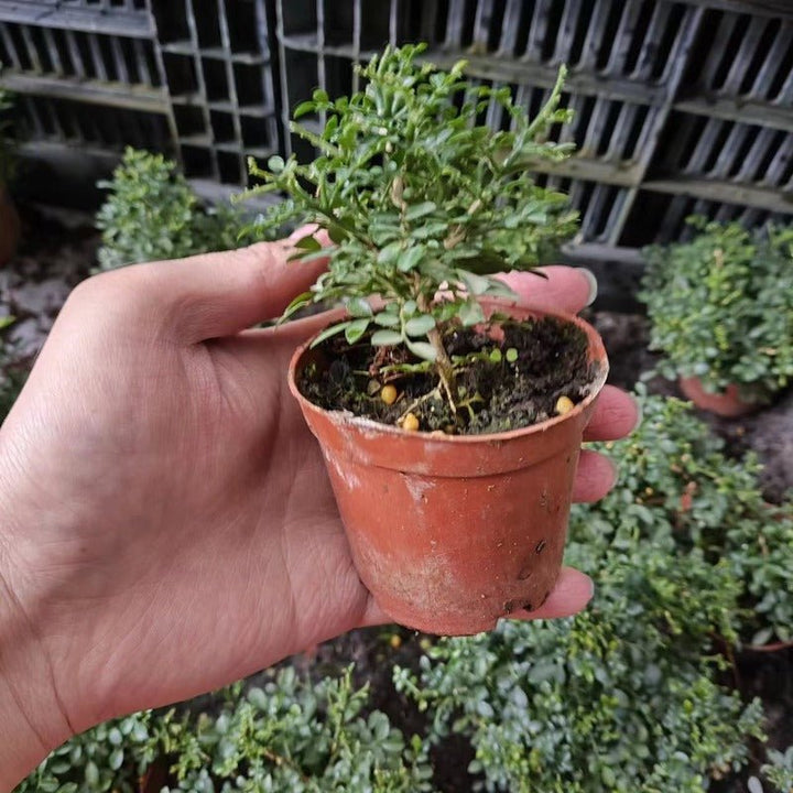 小葉九里香盆景 Murraya Microphylla Bonsai - 森流 GreenFlow - 動植物造景專門店