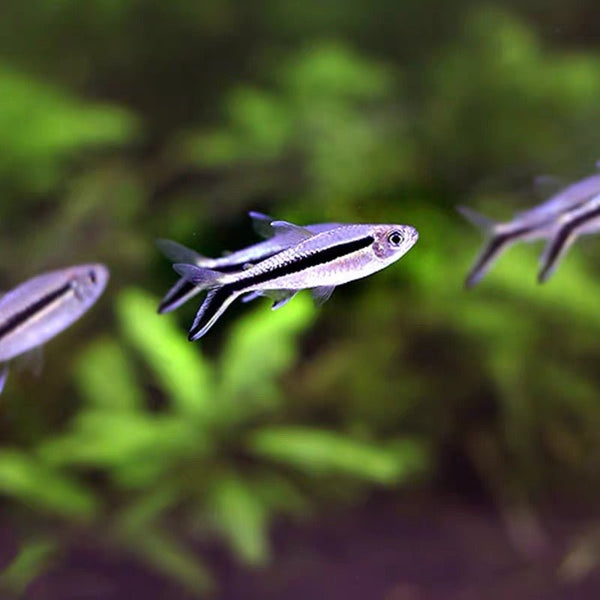 企鵝燈 False Penguin Tetra (Thayeria boehlkei) - 森流 GreenFlow - 動植物造景專門店