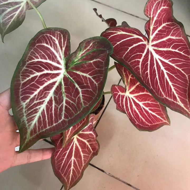 彩葉芋（Caladium Starburst） - 森流 GreenFlow - 動植物造景專門店