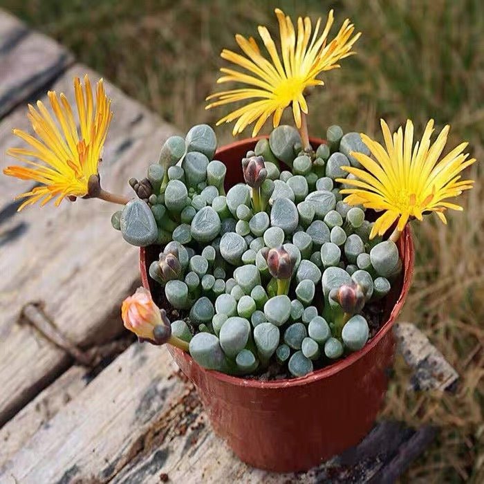 五十鈴玉Baby toes (Fenestraria aurantiaca) - 森流 GreenFlow - 動植物造景專門店