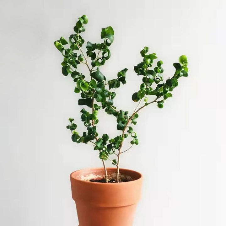 卷葉榕 捲葉榕 Ficus benjamina 'Barok' - 森流 GreenFlow - 動植物造景專門店