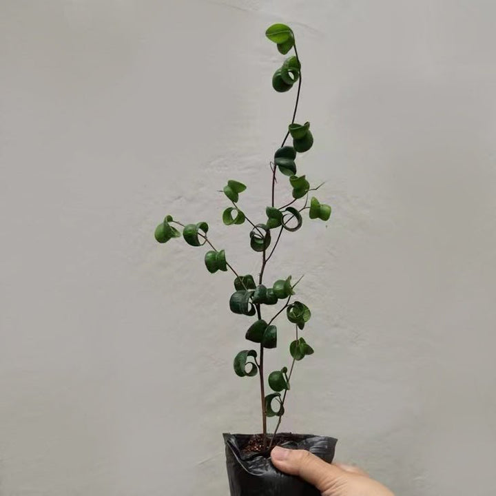 卷葉榕 捲葉榕 Ficus benjamina 'Barok' - 森流 GreenFlow - 動植物造景專門店