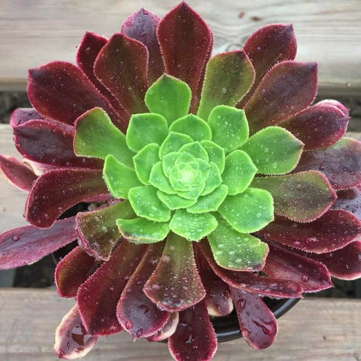 嘉年華法師 Fiesta(Aeonium) - 森流 GreenFlow - 動植物造景專門店