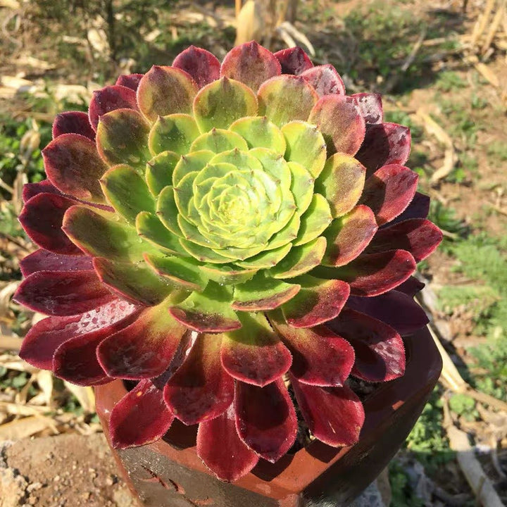 嘉年華法師 Fiesta(Aeonium) - 森流 GreenFlow - 動植物造景專門店