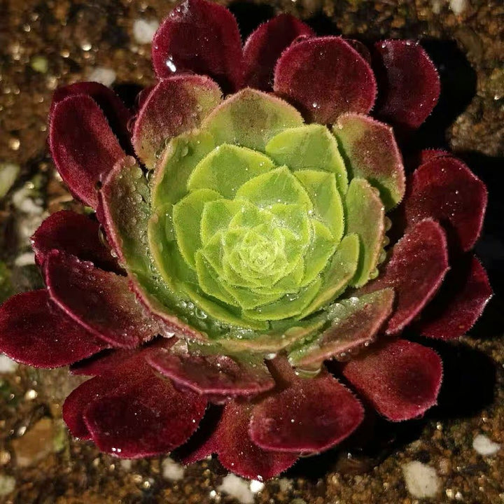 嘉年華法師 Fiesta(Aeonium) - 森流 GreenFlow - 動植物造景專門店