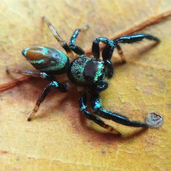 巴莫方胸蛛 Fighting Jumping Spider (Thiania bhamoensis) - 森流 GreenFlow - 動植物造景專門店