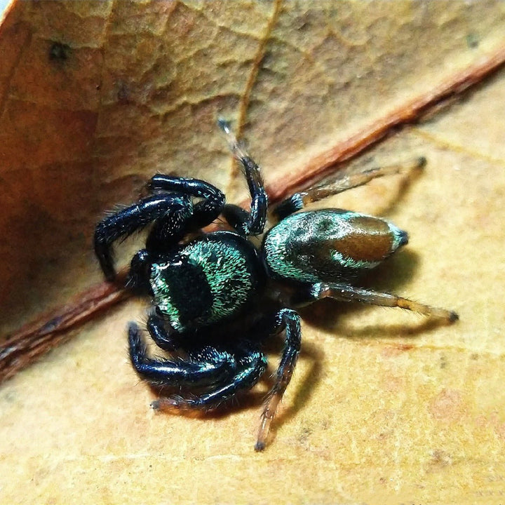 巴莫方胸蛛 Fighting Jumping Spider (Thiania bhamoensis) - 森流 GreenFlow - 動植物造景專門店