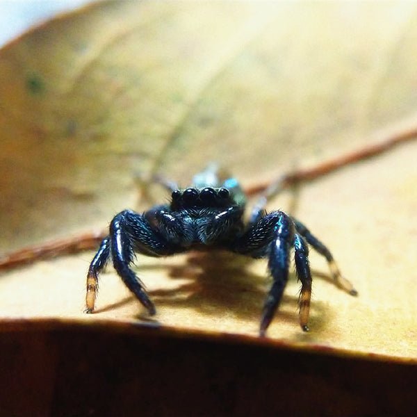 巴莫方胸蛛 Fighting Jumping Spider (Thiania bhamoensis) - 森流 GreenFlow - 動植物造景專門店