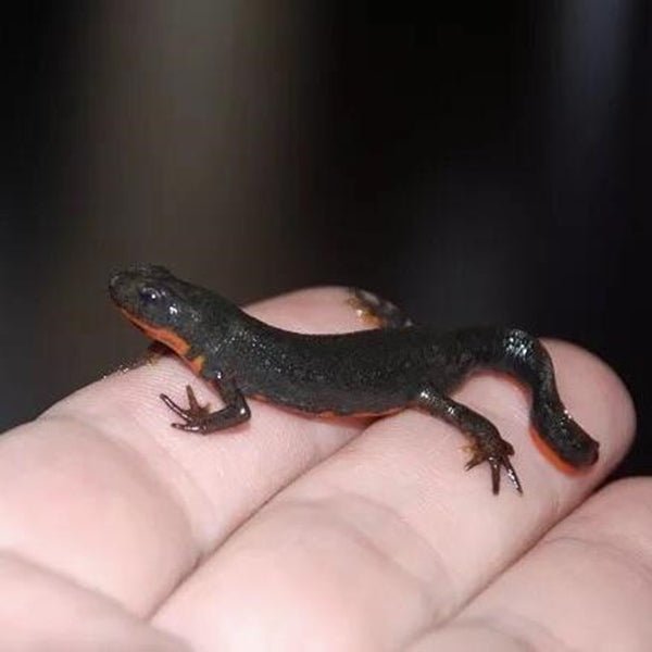 巴西火龍蠑螈 Fire Bellied Newt (Cynops orientalis) - 森流 GreenFlow - 動植物造景專門店