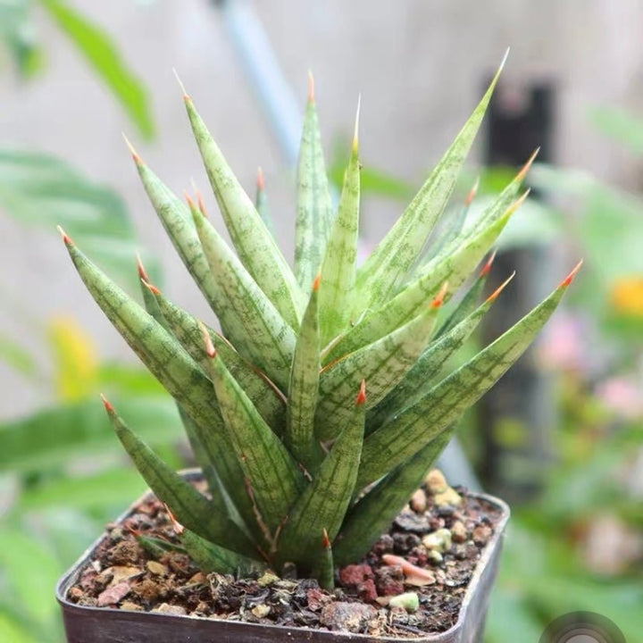 九尾狐虎尾蘭 / 虎皮蘭 Sansevieria ' Fox tail ' - 森流 GreenFlow - 動植物造景專門店