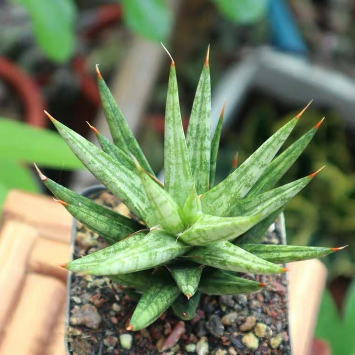 九尾狐虎尾蘭 / 虎皮蘭 Sansevieria ' Fox tail ' - 森流 GreenFlow - 動植物造景專門店