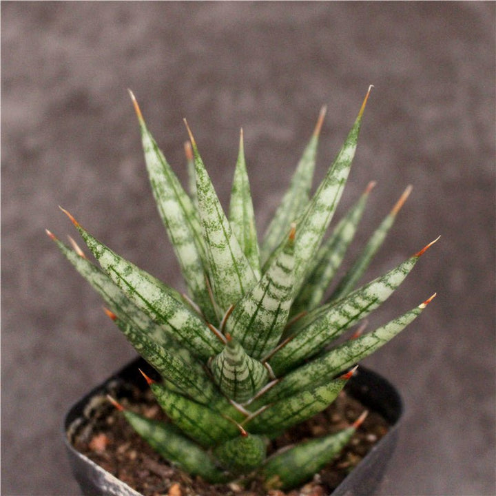 九尾狐虎尾蘭 / 虎皮蘭 Sansevieria ' Fox tail ' - 森流 GreenFlow - 動植物造景專門店