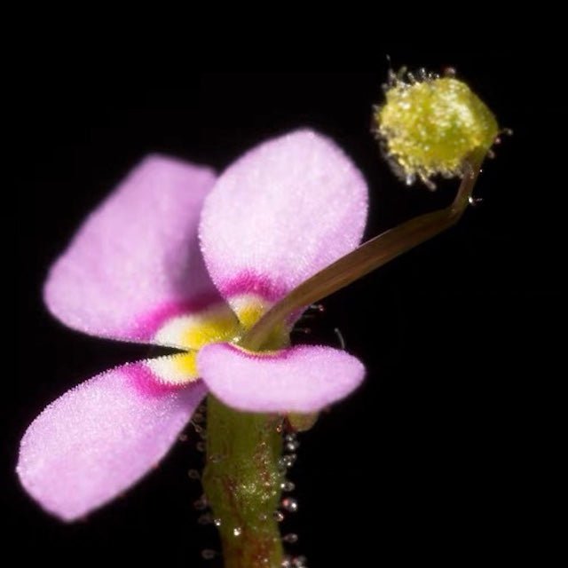 丹波花柱草 Frail triggerplant (Stylidium debile) - 森流 GreenFlow - 動植物造景專門店